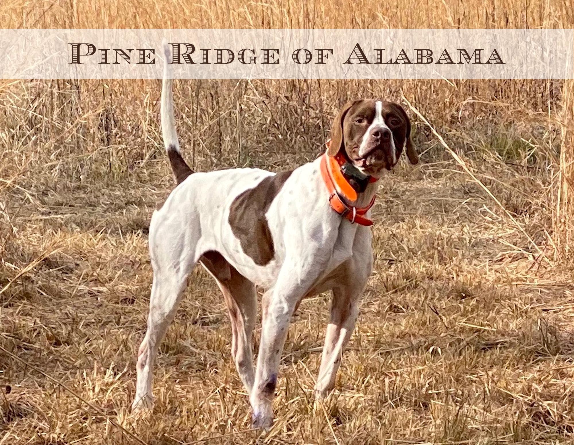 Pine Ridge Hunting Plantation of Alabama